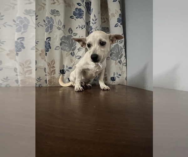 Medium Photo #18 Chihuahua Puppy For Sale in DURHAM, CT, USA