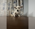 Small #17 Chihuahua
