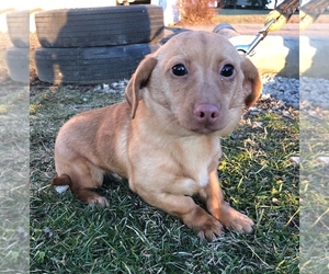 Dachshund-Unknown Mix Puppy for sale in GREENWICH, OH, USA