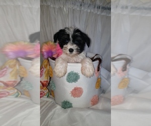 Schnauzer (Miniature) Puppy for sale in WINDYVILLE, MO, USA