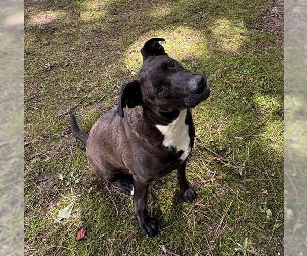 Medium Photo #6 Mutt Puppy For Sale in Boston, MA, USA