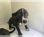 Small Labrador Retriever Mix