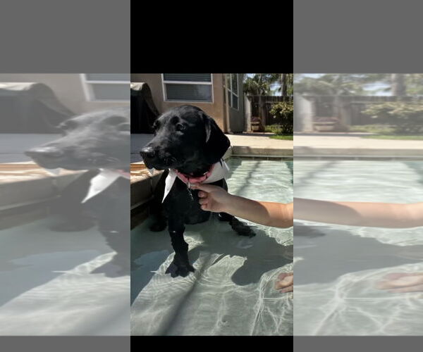 Medium Photo #6 Labrador Retriever-Unknown Mix Puppy For Sale in San Diego, CA, USA