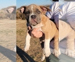 Small Photo #11 American Bully Puppy For Sale in MARTELL, NE, USA