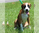 Small #2 Boxer-Siberian Husky Mix
