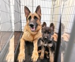 Small Photo #1 German Shepherd Dog Puppy For Sale in NEW PORT RICHEY, FL, USA
