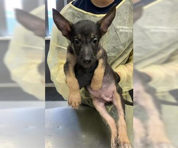 Medium Photo #1 German Shepherd Dog-Unknown Mix Puppy For Sale in Visalia, CA, USA