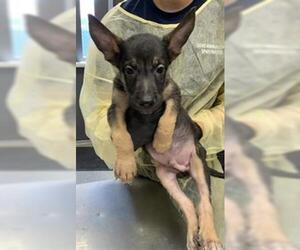 German Shepherd Dog-Unknown Mix Dogs for adoption in Visalia, CA, USA