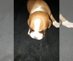 Small Photo #2 Bulloxer Puppy For Sale in MARICOPA, AZ, USA