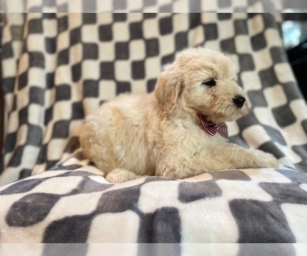 Medium Photo #10 Poodle (Standard) Puppy For Sale in LAKELAND, FL, USA
