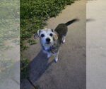 Small #13 Mutt