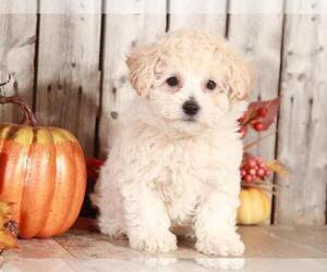 Bichpoo Puppy for sale in MOUNT VERNON, OH, USA