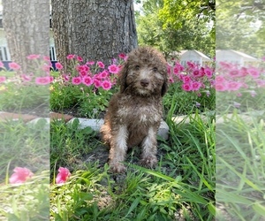 Poodle (Standard) Puppy for Sale in WYLIE, Texas USA