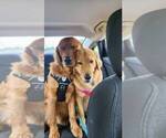 Small Photo #3 Golden Labrador-Golden Retriever Mix Puppy For Sale in BASTROP, TX, USA