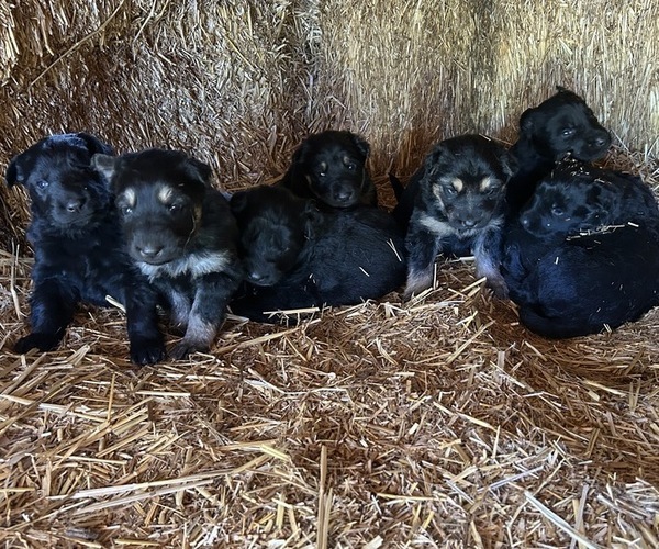 Medium Photo #1 German Shepherd Dog Puppy For Sale in GOLDENDALE, WA, USA