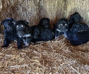 German Shepherd Dog Puppy for sale in GOLDENDALE, WA, USA