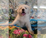 Small #9 Great Pyrenees