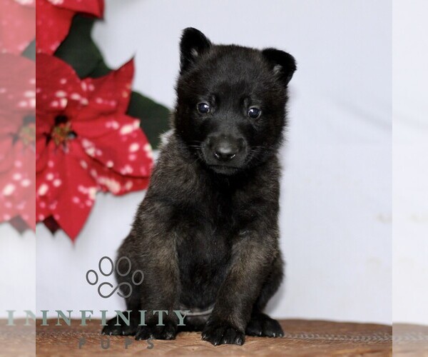 Medium Photo #2 Belgian Malinois Puppy For Sale in STRASBURG, PA, USA