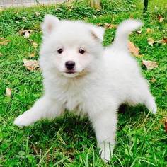 American Eskimo Dog Puppy for sale in RUSSELLVILLE, KY, USA