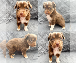 Miniature Australian Shepherd Puppy for sale in BROOKER, FL, USA