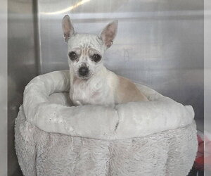 Edna the Spicy Chi TX - Female Chihuahua Dog for Adoption - Photo #11