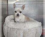 Small #10 Chihuahua