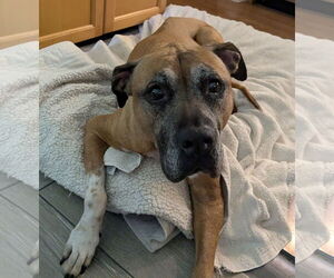 Black Mouth Cur-Unknown Mix Dogs for adoption in Sanford, FL, USA
