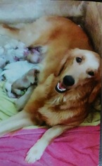 Mother of the Golden Retriever puppies born on 02/14/2017