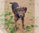 Small Plott Hound Mix