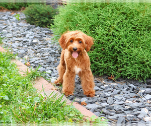 Cavapoo (Miniature) Puppy for Sale in SYRACUSE, Indiana USA