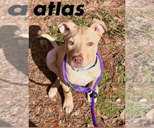 Mutt Dogs for adoption in Wenonah, NJ, USA