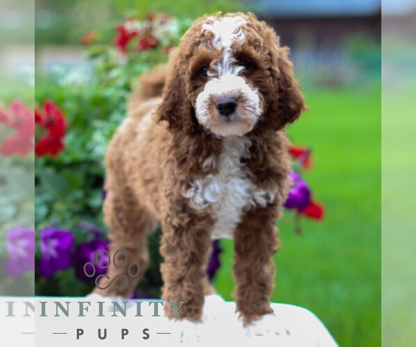 Medium Photo #5 Goldendoodle (Miniature) Puppy For Sale in LITITZ, PA, USA