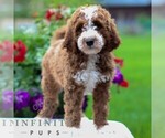 Small #4 Goldendoodle (Miniature)