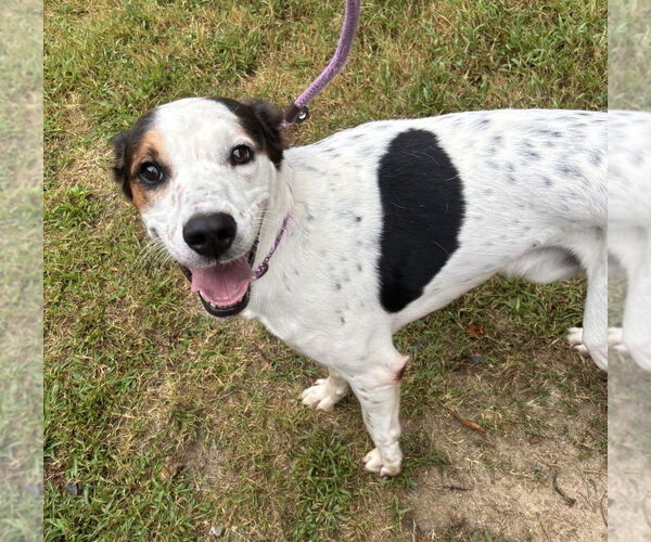 Medium Photo #3 Mutt Puppy For Sale in Glen Allen, VA, USA