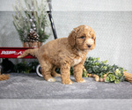 Small Photo #15 Poodle (Miniature) Puppy For Sale in WOLCOTTVILLE, IN, USA