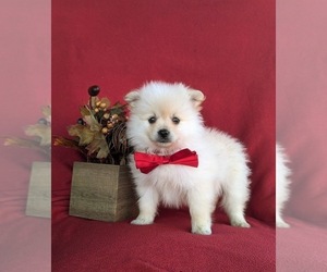 Pomeranian Puppy for sale in LINCOLN UNIVERSITY, PA, USA