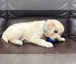 Puppy Runty Golden Retriever