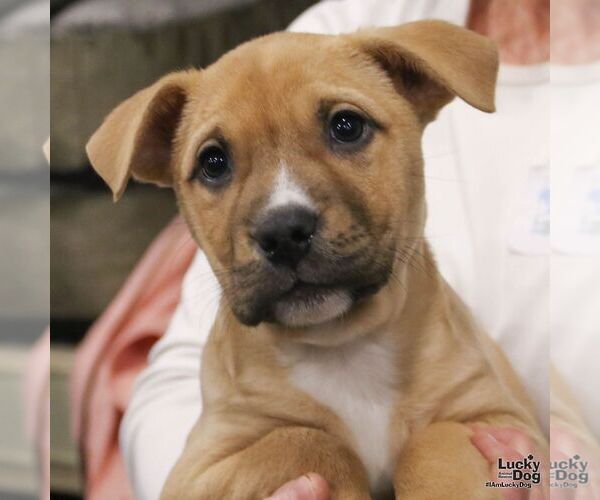 Medium Photo #5 Labrador Retriever-Unknown Mix Puppy For Sale in Washington, DC, USA