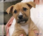 Small #4 Labrador Retriever Mix