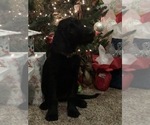 Small Photo #31 Labradoodle Puppy For Sale in ROBERTA, GA, USA
