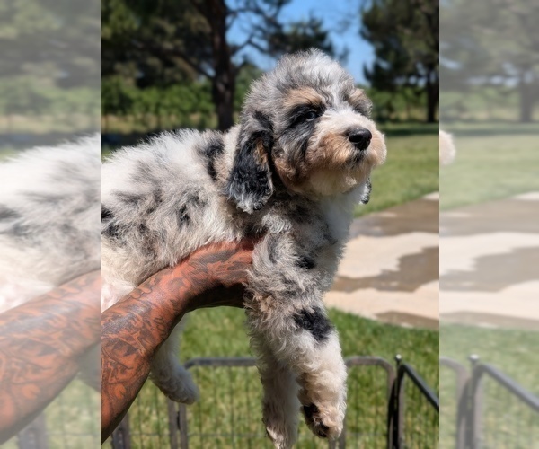 Medium Photo #35 Bernedoodle-Golden Mountain Dog Mix Puppy For Sale in DAVIS, CA, USA