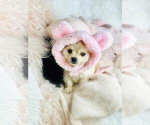 Chiranian Litter for sale in PEMBROKE PINES, FL, USA