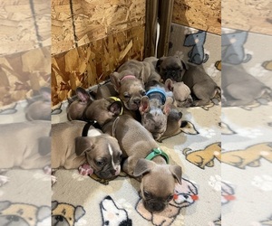 French Bulldog Puppy for sale in ROGERS, AR, USA