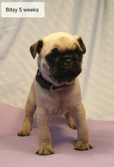 Pug Puppy for sale in PARSONS, KS, USA