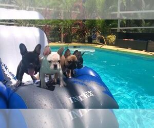 French Bulldog Puppy for Sale in ROCKLEDGE, Florida USA
