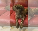 Small Photo #5 Great Dane Puppy For Sale in NEOSHO, MO, USA