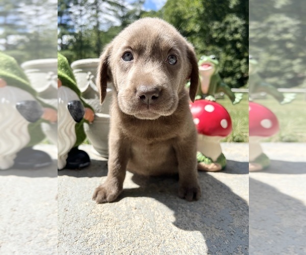 Medium Photo #13 Labrador Retriever Puppy For Sale in NEOLA, WV, USA