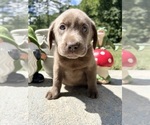 AKC Ready to Go - Male Labrador Retriever Puppy for Sale - Photo #13