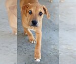 Small Photo #4 Catahoula Leopard Dog-Labrador Retriever Mix Puppy For Sale in Green Forest, AR, USA