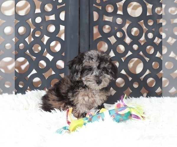 Medium Photo #3 Poochon Puppy For Sale in MOUNT VERNON, OH, USA